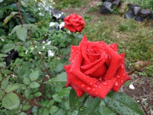 Весёлые розы